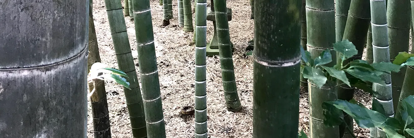 報国寺へ立ち寄りました